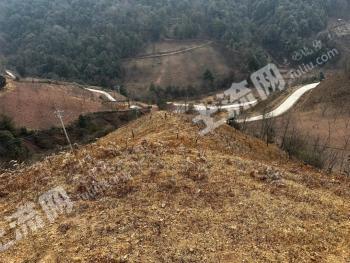 大理云龙县 126.5亩 乔木林地 经营权出租