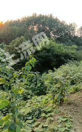 重庆垫江县 110亩 其它林地 经营权转包