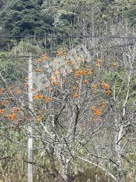 临沧云县 149.05亩 其它林地 经营权出租