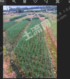 深圳坪山新区 4.69亩 旱地 经营权转让