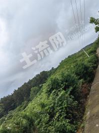 遵义道真仡佬族苗族自治县 10440亩 其它林地 经营权转让