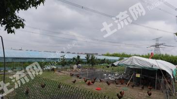 嘉兴秀洲区 21.14亩 旱地 经营权出租