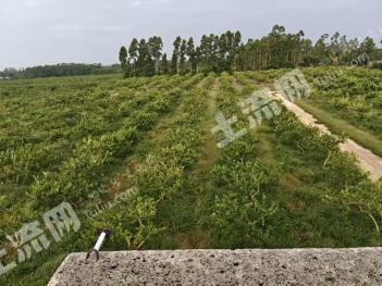湛江遂溪县 110亩 果园 经营权转包
