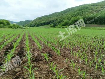 延边敦化市 115亩 旱地 经营权出租