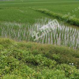 德宏陇川县 4亩 水田 经营权转让