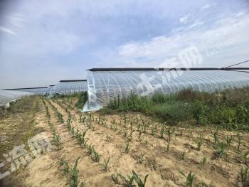 北京顺义区 15亩 水浇地 经营权出租