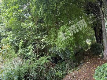 普洱市宁洱哈尼族彝族自治县 2.65亩 水田 经营权转让