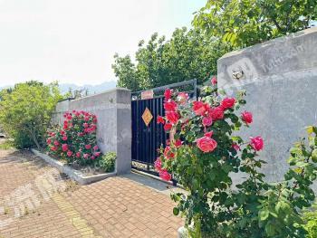 青岛黄岛区 0.8亩 农家庭院 使用权转让