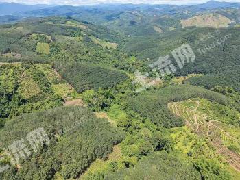 西双版纳勐海县 621亩 其它林地 经营权转让