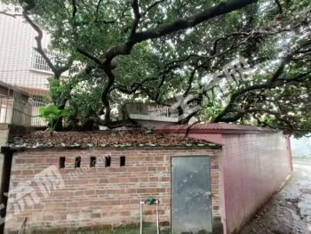 东莞长安镇 110平方米 农村宅基地 使用权转让
