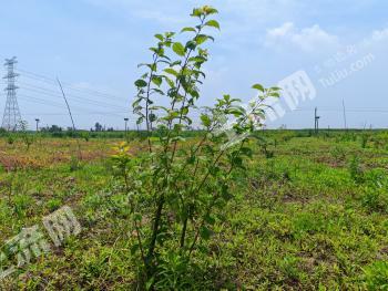 苏州吴江区 25.5亩 果园 经营权转让