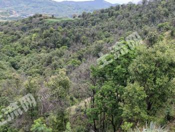 攀枝花仁和区 262亩 灌木林地 经营权转让
