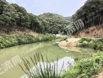 韶关新丰县 600亩 其它林地 经营权出租