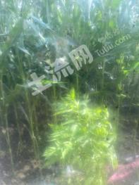 哈尔滨巴彦县 10亩 旱地 经营权转让