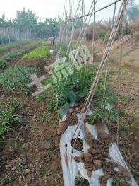 珠海斗门区 6亩 旱地 经营权出租