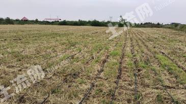 安阳殷都区 47.61亩 水浇地 经营权转让