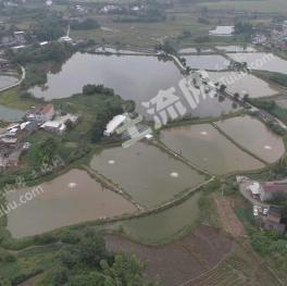 泸州泸县 130.29亩 坑塘水面 经营权出租