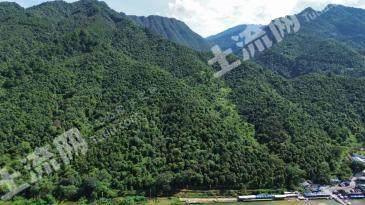 南宁上林县 972.7亩 其它园地 经营权出租