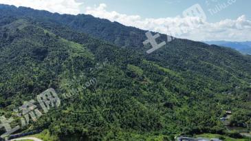南宁上林县 2349.98亩 其它园地 经营权出租