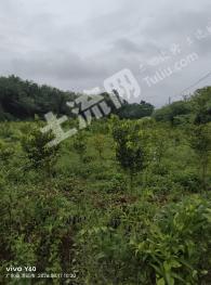 清远清新区 10.83亩 其它园地 经营权转让