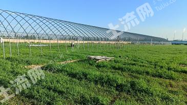 大同云冈区 217亩 果园 经营权出租