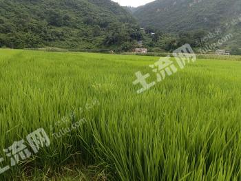 文山广南县 1380.85亩 水浇地 经营权出租