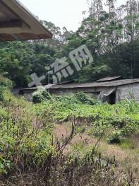 清远佛冈县 10亩 其它林地 经营权出租