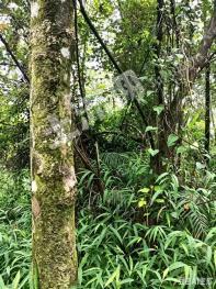 海南琼中黎族苗族自治县 280亩 其它林地 经营权转让