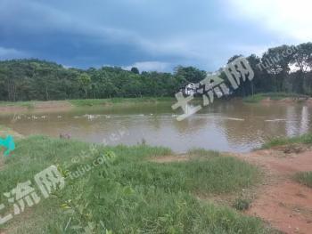 景德镇昌江区 56.8亩 旱地 经营权转包