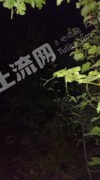 巴音郭楞库尔勒市 33.93亩 果园 经营权出租