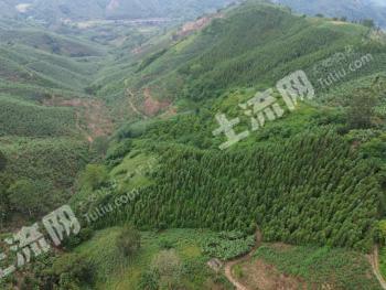 红河金平苗族瑶族傣族自治县 40亩 旱地 经营权出租