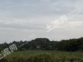 乐山井研县 80亩 果园 经营权出租