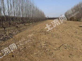 廊坊广阳区 3亩 旱地 经营权转让