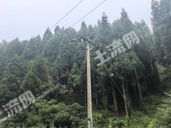 昭通彝良县 6700亩 灌木林地 经营权转让