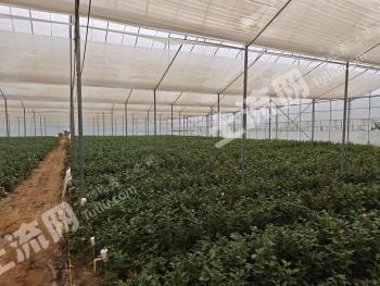 昆明禄劝彝族苗族自治县 25亩 设施农用地 经营权转包