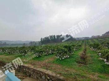 贵阳息烽县 1000亩 果园 经营权转包