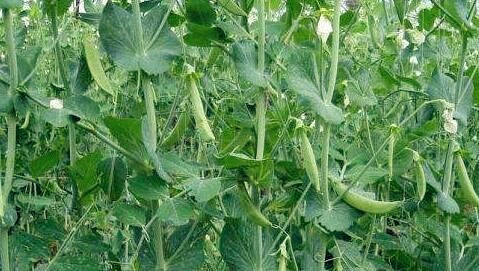 杂粮种子晋豌豆4号栽培要点 产量怎么样 优缺点 价格 抗性 土流网